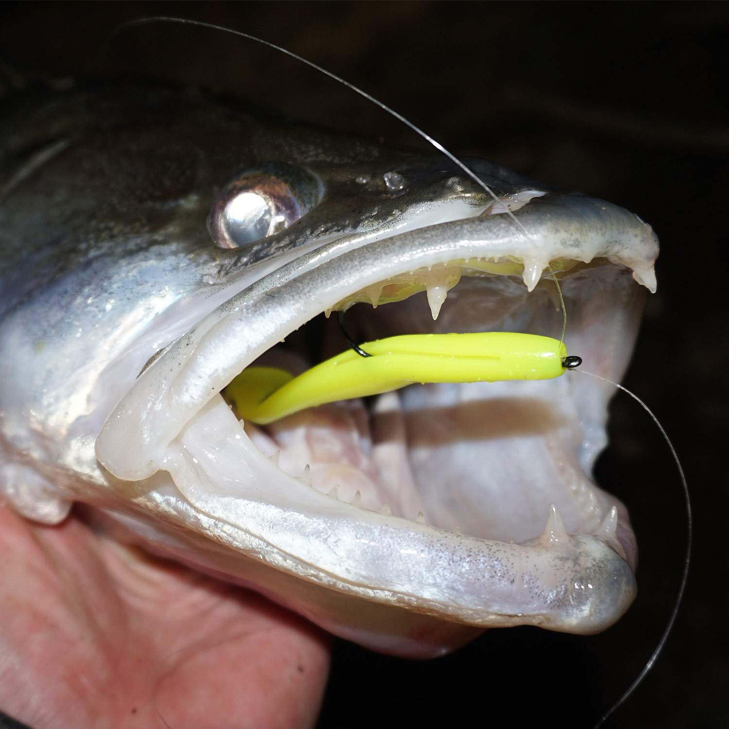 REIVA Flash Shad 15cm 3db/cs (Watermelon) - Image 4