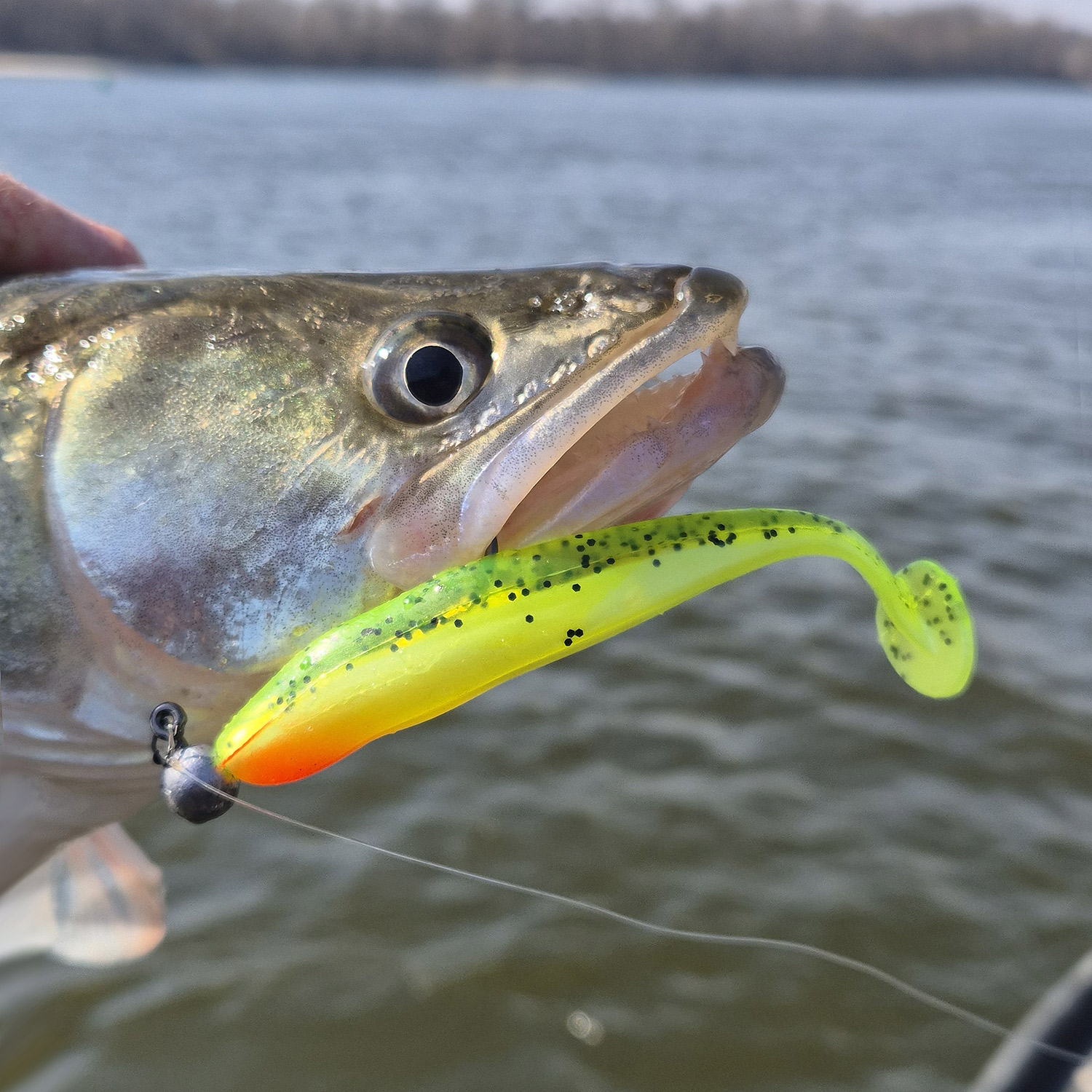REIVA Flash Shad 15cm 3db/cs (Watermelon) - Image 3